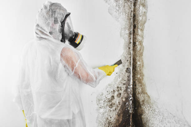Best White Mold Remediation in Lindsay, OK
