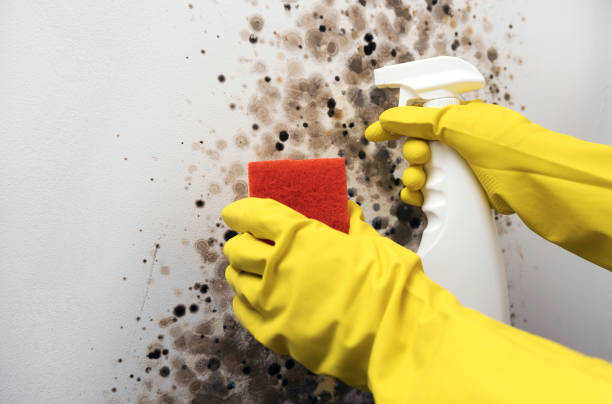 Best Commercial Mold Remediation in Lindsay, OK