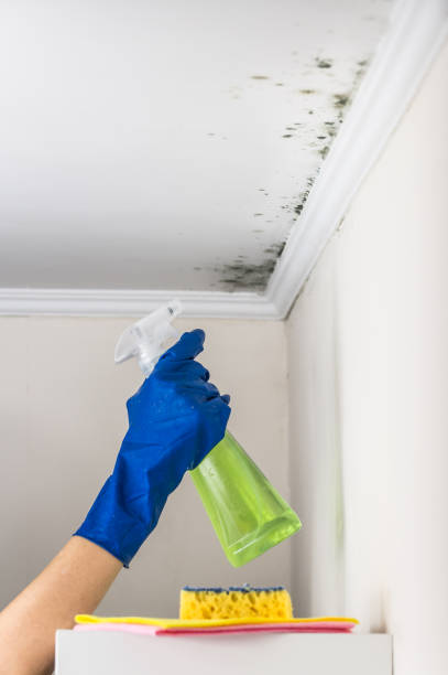 Best Emergency Mold Remediation in Lindsay, OK